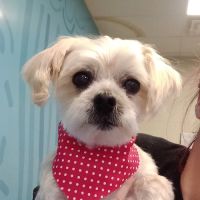 Feeders Pet Supply ico