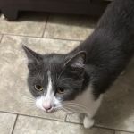 The NEPA Rescue Veterinary Clinic at Indraloka