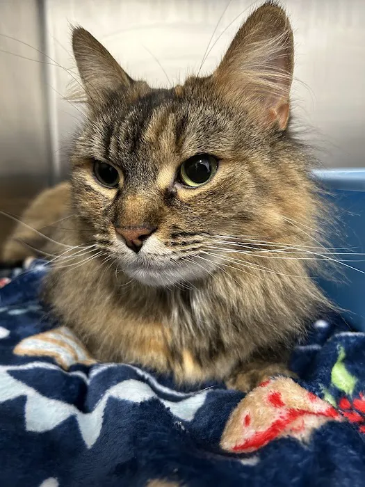 Community Vet Care Picture 1