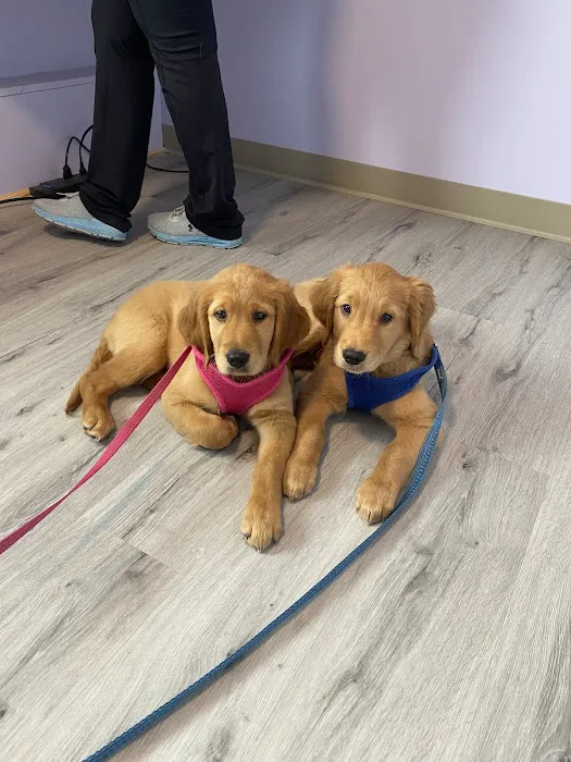 Community Vet Care Picture 2