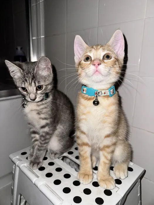 Mountain Valley Spay/Neuter and Vaccine Clinic Picture 6