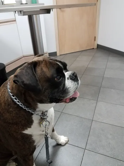 Forest Inn Veterinary Hospital Picture 4