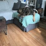 Forest Inn Veterinary Hospital