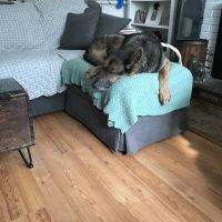 Forest Inn Veterinary Hospital ico