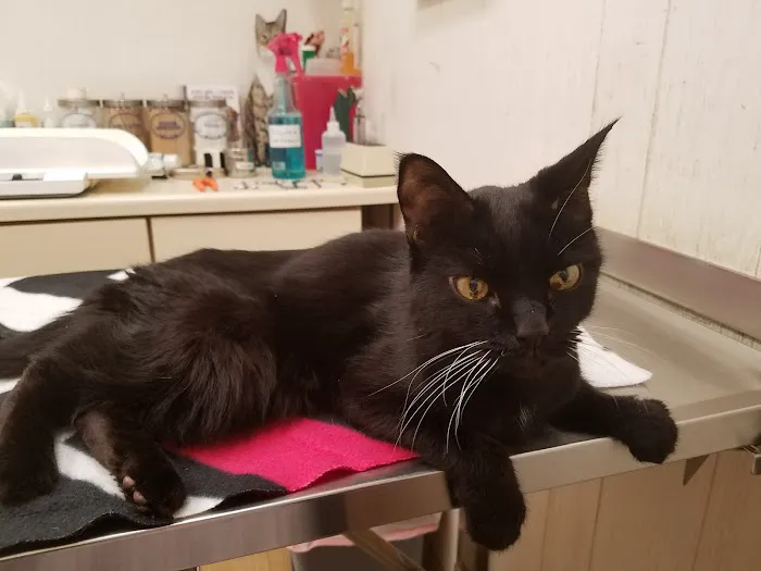 Little Gap Animal Hospital Picture 1