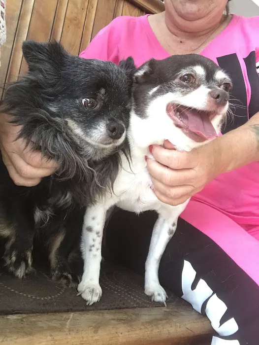 Little Gap Animal Hospital Picture 7