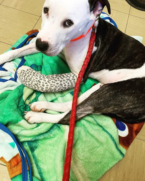 Little Gap Animal Hospital Picture 8