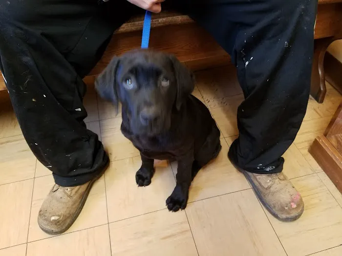 Little Gap Animal Hospital Picture 4