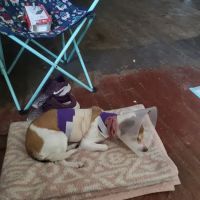 Northeast Animal Hospital ico
