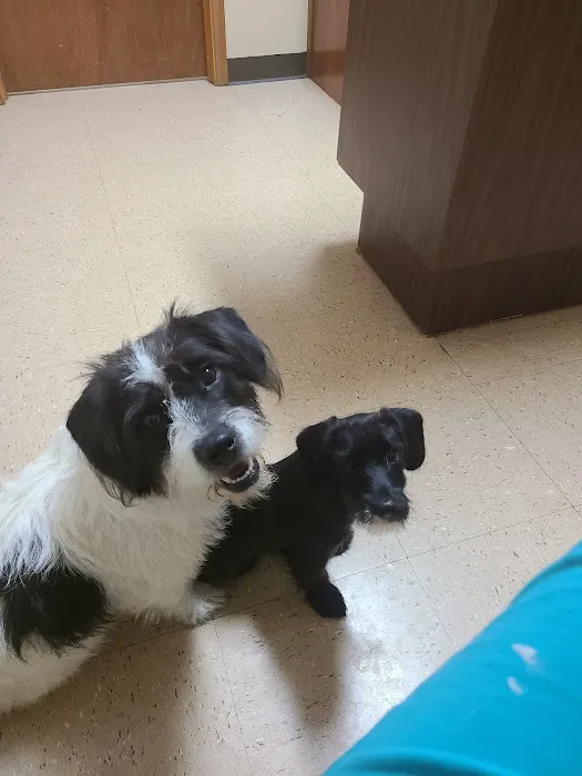 Northeast Animal Hospital Picture 8