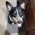 South Mountain Veterinary Hospital