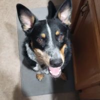South Mountain Veterinary Hospital ico