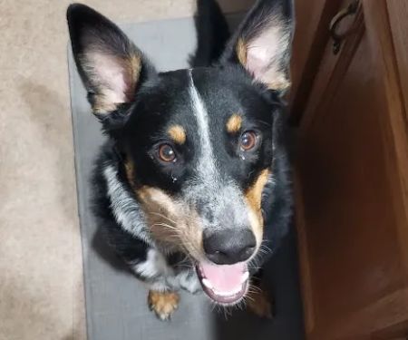 South Mountain Veterinary Hospital