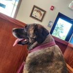 Wyoming Valley Veterinary Hospital