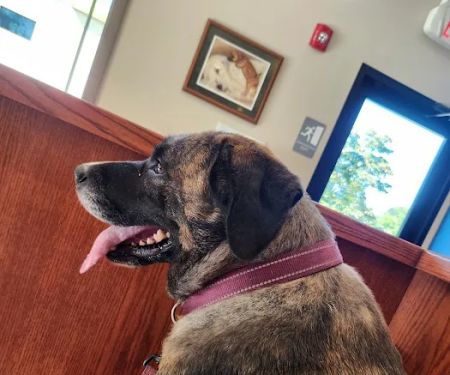 Wyoming Valley Veterinary Hospital