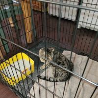 Eastern PA Animal Alliance -Wilkes Barre Location ico