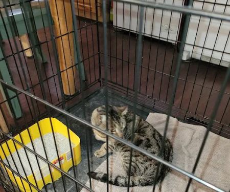 Eastern PA Animal Alliance -Wilkes Barre Location