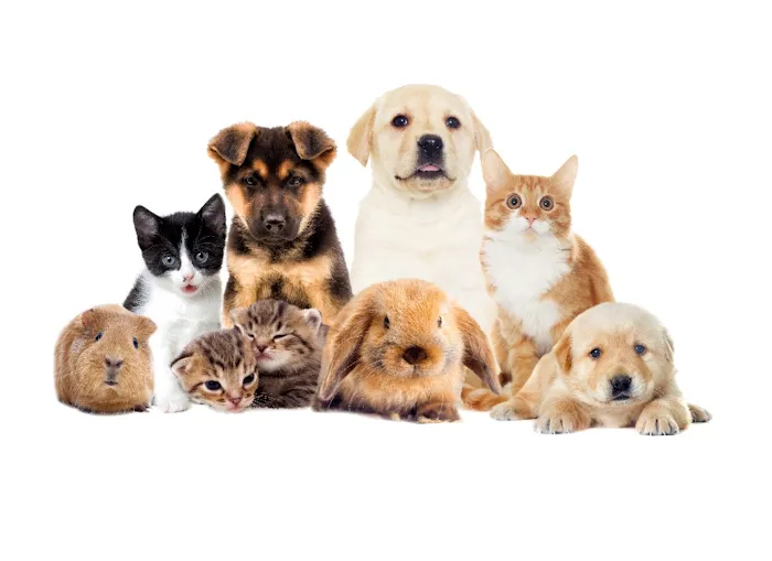 The Pet Care Clinic Picture 8