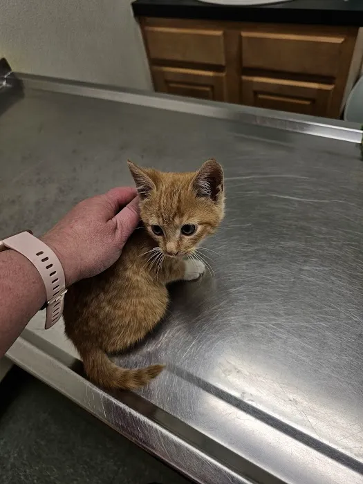 Hazleton Veterinary Hospital Picture 8