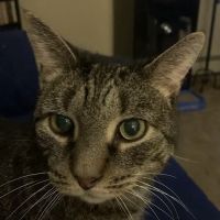 Hazleton Veterinary Hospital ico