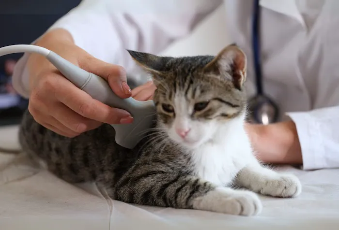 A&M Animal Clinic Picture 2