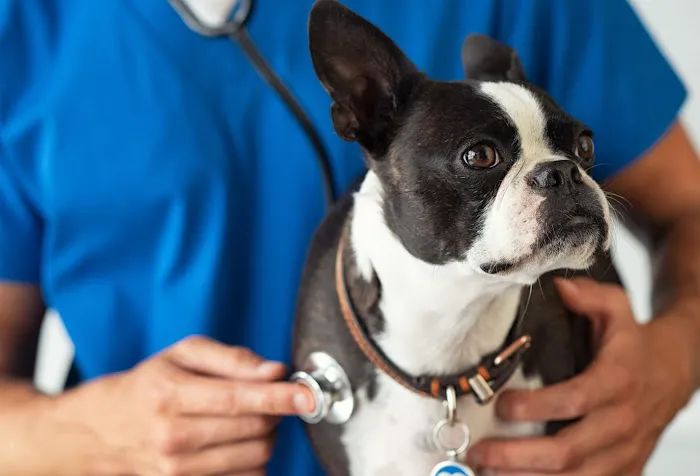 A&M Animal Clinic Picture 10