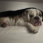 Exeter Animal Hospital