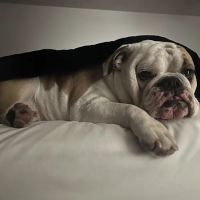 Exeter Animal Hospital ico