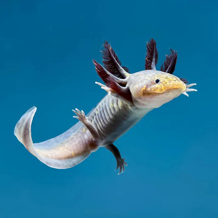 Axolotl Planets - Arizona Picture 1