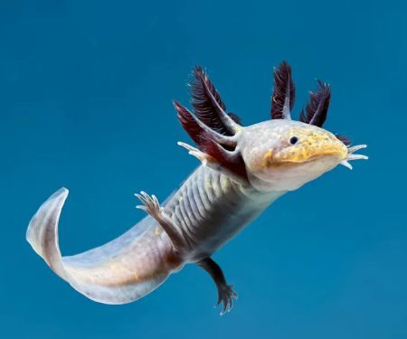 Axolotl Planets - Arizona