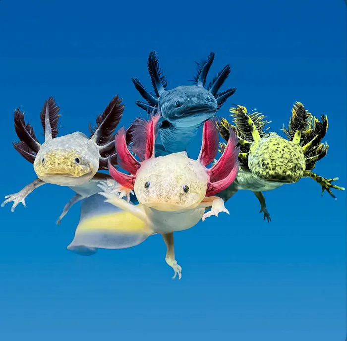 Axolotl Planets - Arizona Picture 2