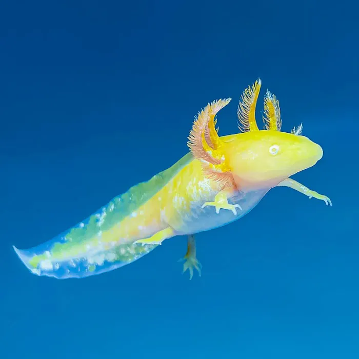 Axolotl Planets - Arizona Picture 3