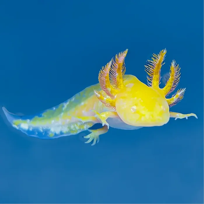 Axolotl Planets - Arizona Picture 5