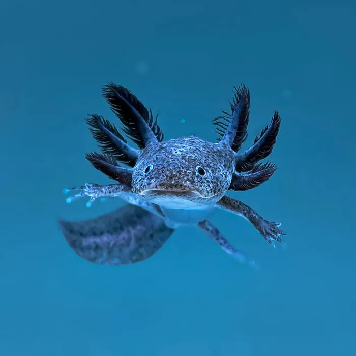 Axolotl Planets - Arizona Picture 4