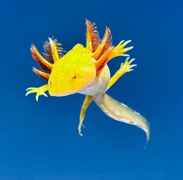 Axolotl Planets - Arizona Picture 10