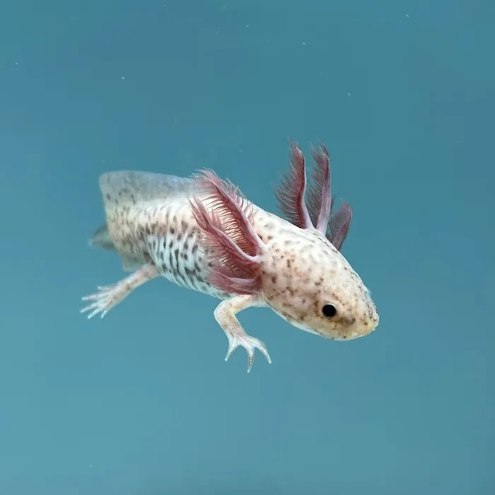 Axolotl Planets - Arizona Picture 9