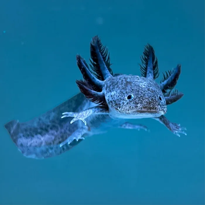 Axolotl Planets - Arizona Picture 7