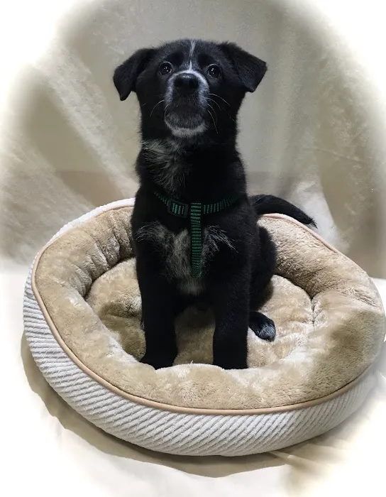 Berkeley Veterinary Center Picture 2