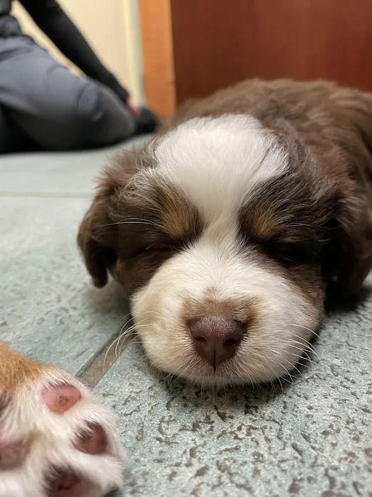 Lanoka Oaks Veterinary Center Picture 8