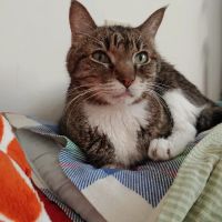 Forked River Animal Hospital ico