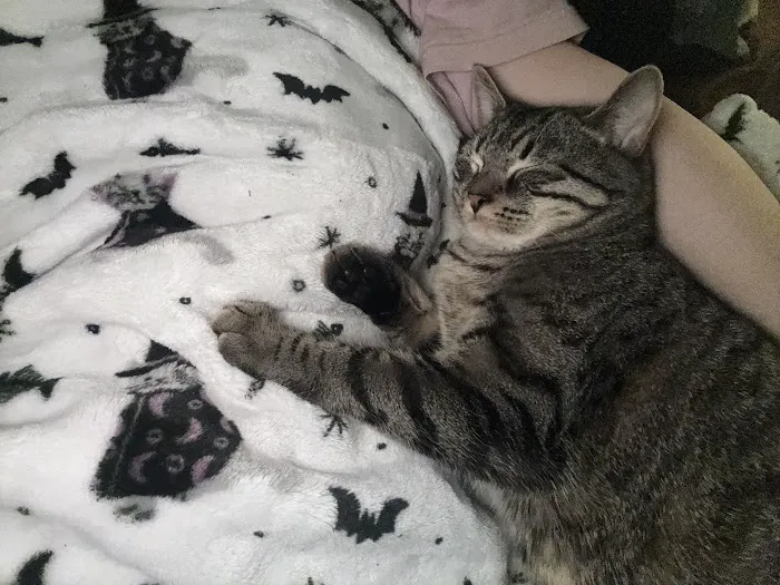 Forked River Animal Hospital Picture 7