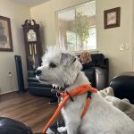 Bayberry Veterinary Hospital
