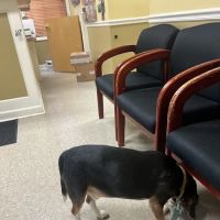 Crestwood Village Veterinary Clinic ico