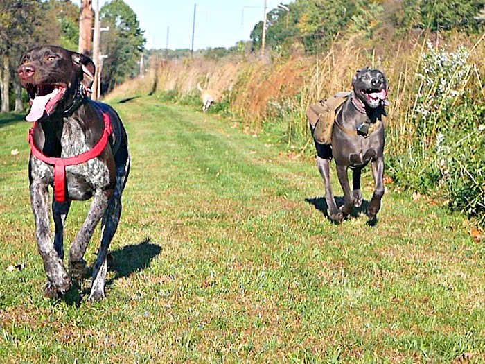 Street Road Animal Hospital Picture 4