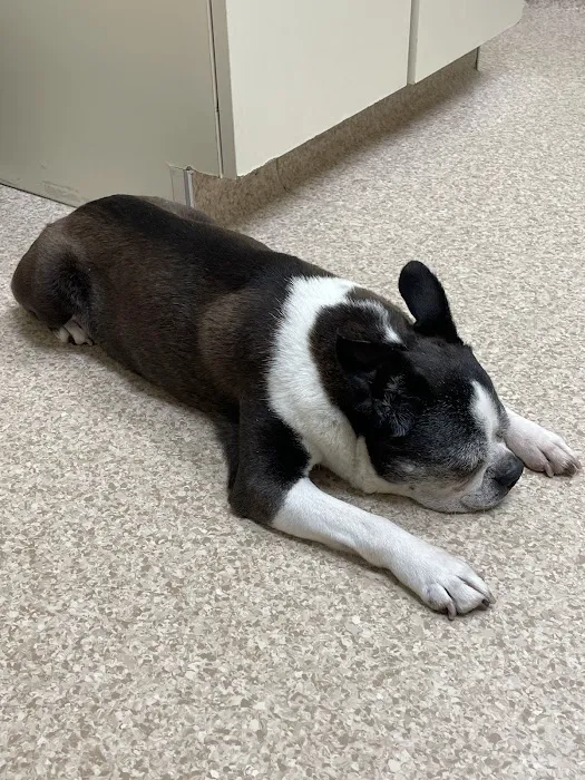 Street Road Animal Hospital Picture 3