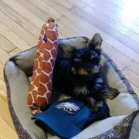 Dutton Road Veterinary Clinic ico