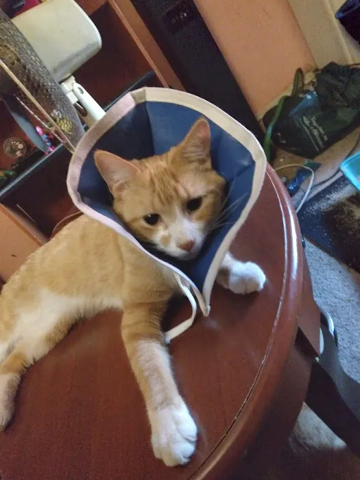 Emancipet Picture 2