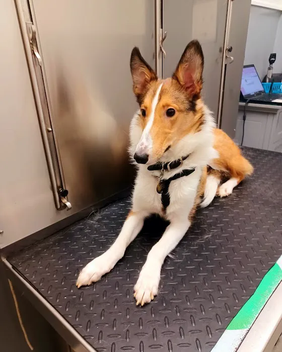 Caring Hands Veterinary Clinic Picture 5