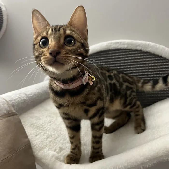 ReginaMur Bengal Cattery Picture 5