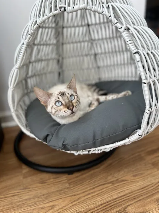 ReginaMur Bengal Cattery Picture 3